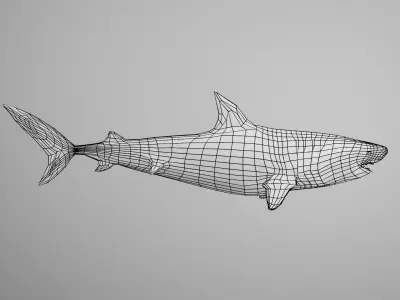 Tiger Shark Low-poly 3D model