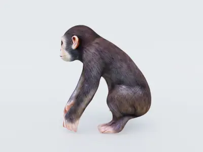 Monkey Free 3D model