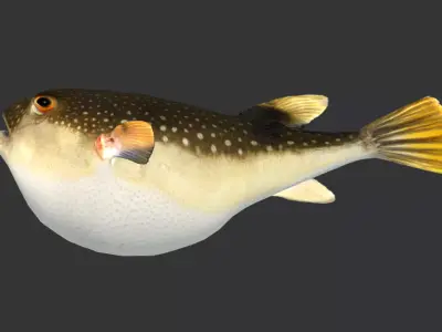 Pufferfish - Grass Puffer Animated 3D model