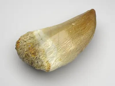 Mosasaurus Tooth 3D model