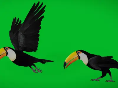 Toucan Bird Low-poly 3D model