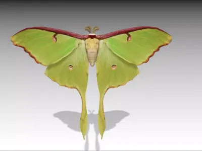 Luna Moth Low-poly 3D model