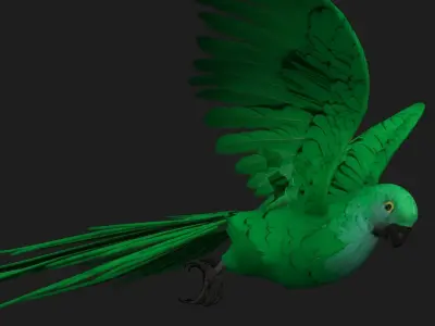 Parrot A11 3D model