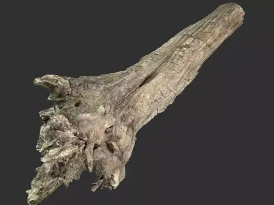 Withered tree trunk 3d scan 3D model