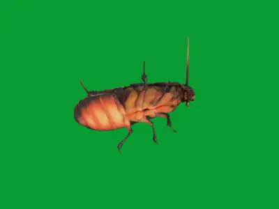 Madagascar Hissing Cockroach Low-poly 3D model