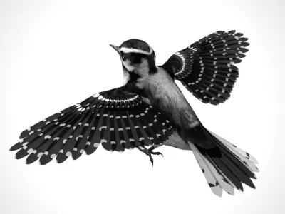 3D Bird Pack Downy Woodpecker Male and Female Low-poly 3D model