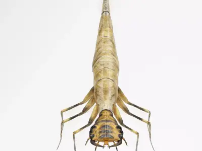 Acilius Sulcatus Larvae Rigged Animation 3D model