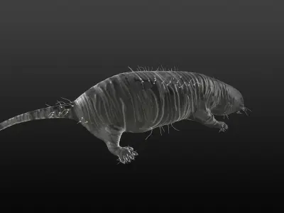 Mole Rat 3D model