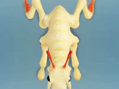 Rigged Alien Drone Creature 3D Model for Poser and Daz 3D model