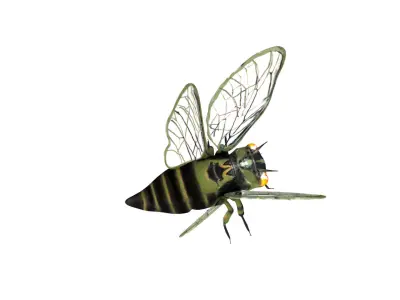Cicada beetle flying Low-poly 3D model