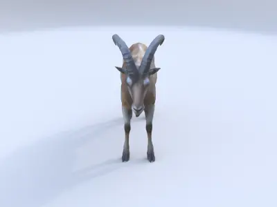 Markhor 3D model