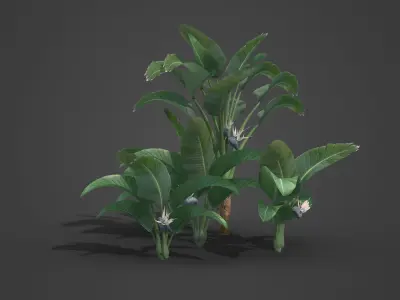 2021 PBR White Giant Bird of Paradise - Strelitzia Nicolai  3D model