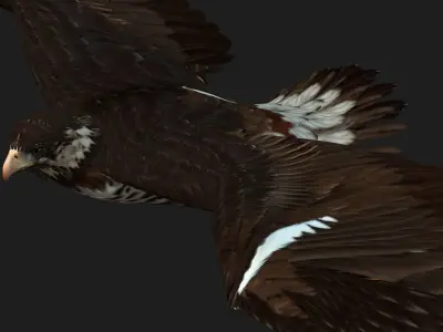 Eagle V1E 3D model