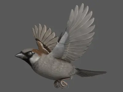 House Sparrow Rigged 3D model