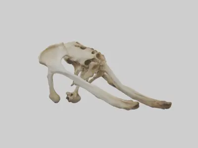 Kangaroo Pelvis Low-poly 3D model
