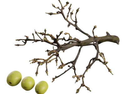  Green Grapes Model 