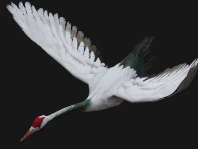 Crane Bird A1 3D model