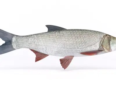 Asp Fish 3D model