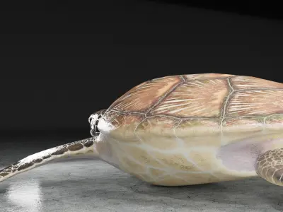 Turtle Low-poly 3D model