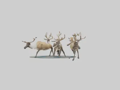 Caribou migrating model Low-poly 3D model