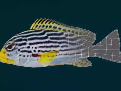 Coral Reef Fish Collection Animated - Game Ready pack 3 Low-poly 3D model