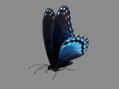 Butterfly realistic 3D model
