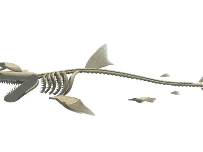 Set of Sharks Skeletons 3D model
