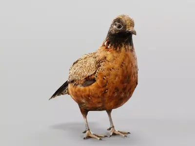 Masked Bobwhite Quail Bird Animal Low-poly 3D model