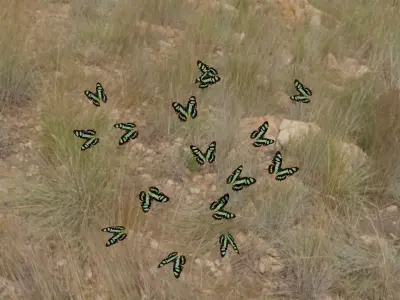 butterflies animation Low-poly 3D model