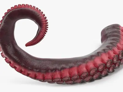 Octopus Tentacle 3D model purchase