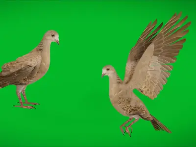 European Turtle Dove Bird Low-poly 3D model