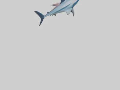 Thresher Shark circling model Low-poly 3D model