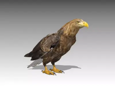 White-tailed Eagle Low-poly 3D model