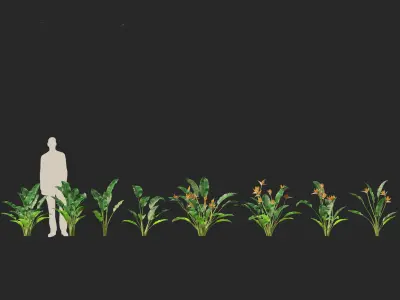 Strelitzia reginae - crane flower 3D model