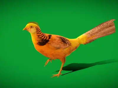 Chinese Golden Pheasant Bird Free low-poly 3D model