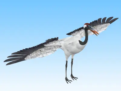 Red crowned Crane Bird Low-poly 3D model