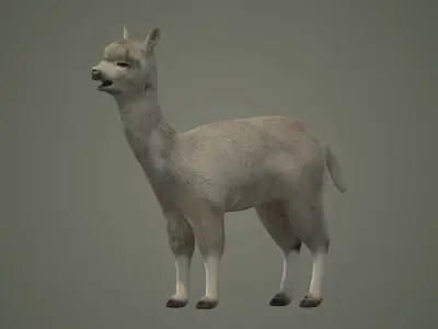 alpaca llama lama wildlife wool fur animals mammal 3D model