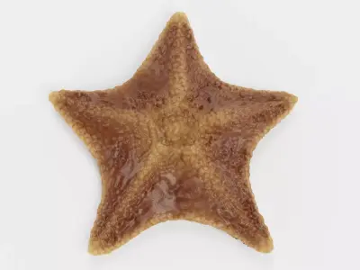 -Bat Starfish- Low-poly 3D model