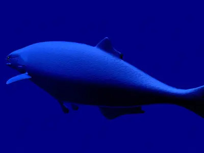 hypsocormus fish swimming in sea Low-poly 3D model