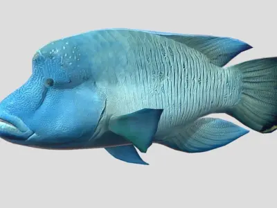 Napoleon Fish  Low-poly 3D model