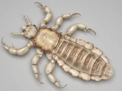 Head Louse Male 3D model