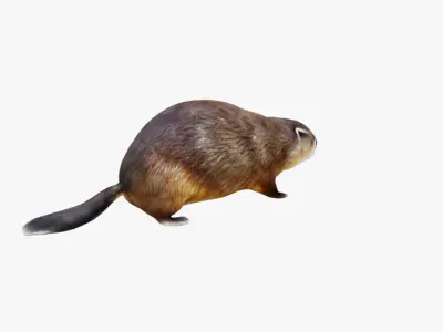Beaver Free 3D model