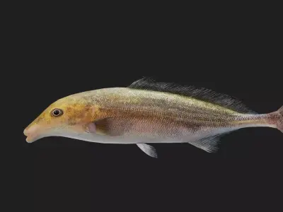 Elephantfish Low-poly 3D model