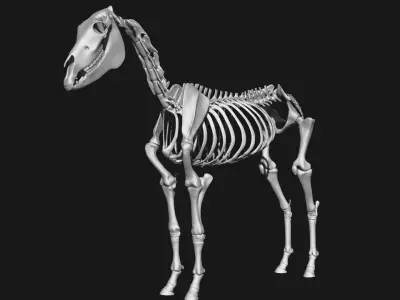 Zebra skeleton 3D model
