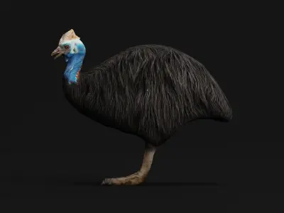 Australian Cassowary Bird  Low-poly 3D model