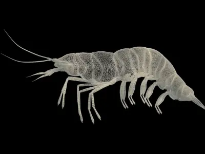 Fresh Water Shrimp 3D model