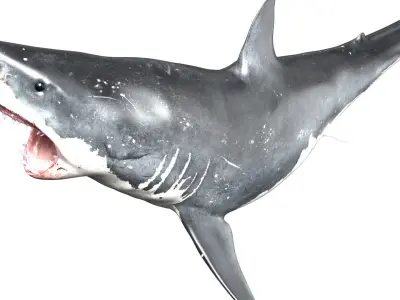 Great White Shark  Animated  Rigged Low-poly 3D model