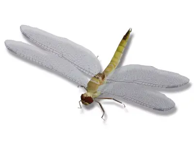 Low poly dragonfly Low-poly 3D model