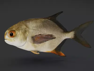 Realistic Pompano - Butterfish - Pomfret Animated 3D model