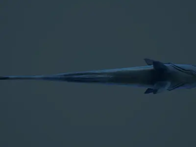 Remora Fish Low-poly 3D model